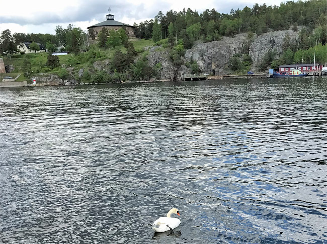 En Svan som paddlar omkring